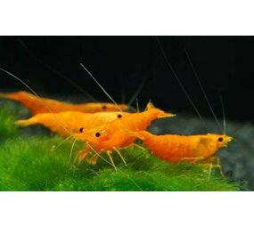 Neocaridina Davidi Sunset