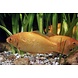 Goudvis Geel 7/10 cm Goudvis Geel 7/10 cm