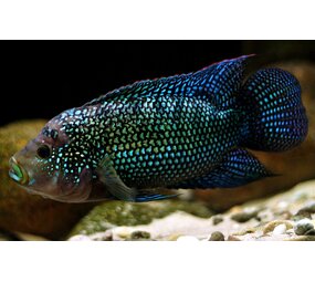 Rocio Octofasciatus/ Jack Dempsey