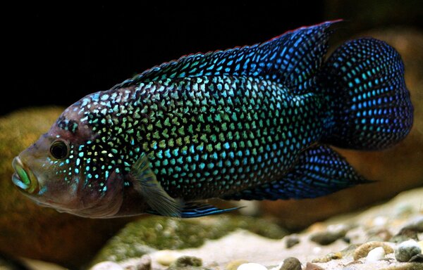 Rocio Octofasciatus/ Jack Dempsey