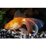 Rode Sluierstaart Rode Sluierstaart