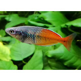 Melanotaenia Boesemani Kromsa