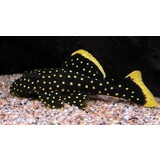 L018 Baryancistrus Golden Nugget L018 Baryancistrus Golden Nugget
