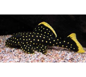 L018 Baryancistrus Golden Nugget