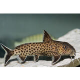 Synodontis Ilebrevis Synodontis Ilebrevis