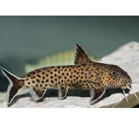 Synodontis Ilebrevis