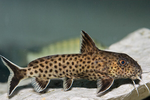 Synodontis Ilebrevis