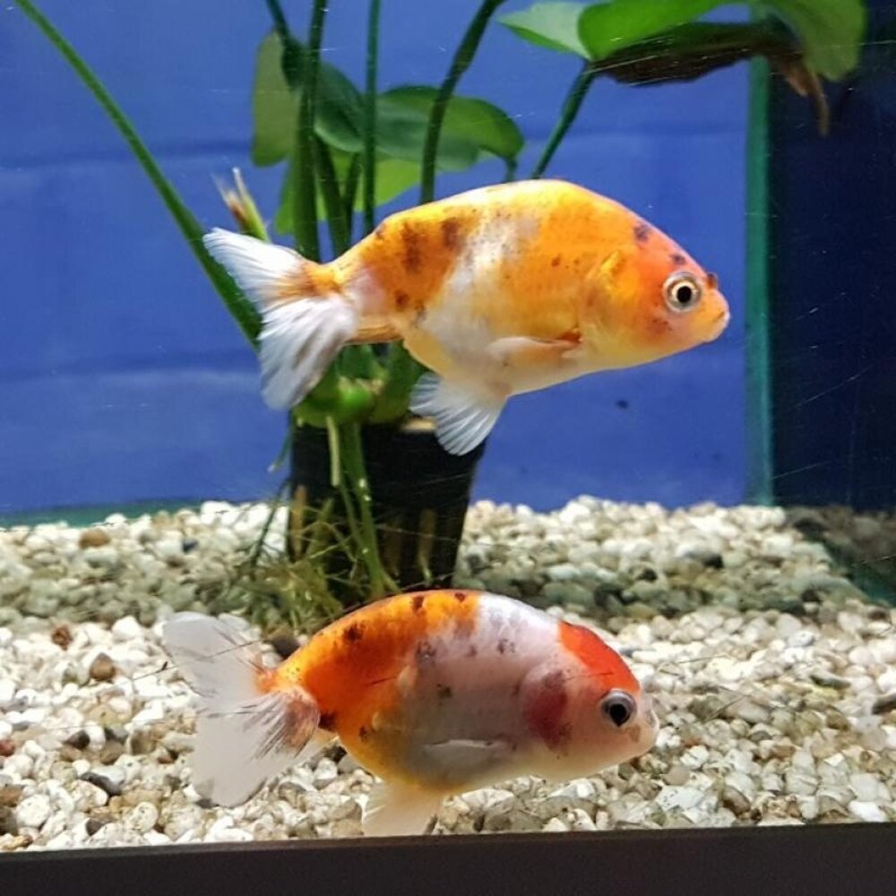 BUFFELRUG LEEUWENKOP BUFFELRUG LEEUWENKOP