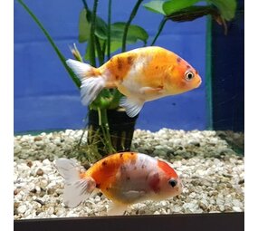 BUFFELRUG LEEUWENKOP BUFFELRUG LEEUWENKOP