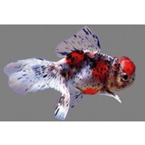 Leeuwenkop Calico Leeuwenkop Calico