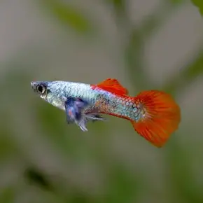 Levendbarend Levendbarend