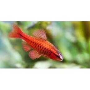 Rasbora/Danio/Karperachtige Rasbora/Danio/Karperachtige