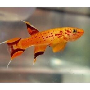 Tandkarper & Snavelbek Tandkarper & Snavelbek