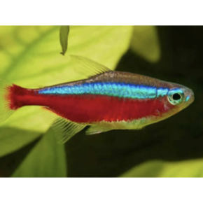 Tetra & Zalm Tetra & Zalm