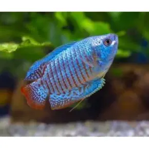 Labyrintvis Labyrintvis