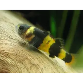 Baars & Grondel Baars & Grondel