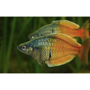 Regenboogvissen Regenboogvissen