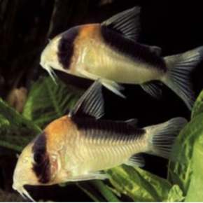 Pantsermeerval Pantsermeerval