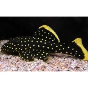 Algeneter & L-nummer Algeneter & L-nummer