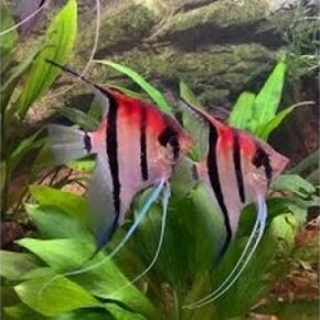 Discus & Maanvis Discus & Maanvis