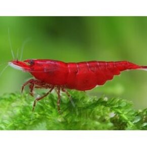 Garnaal Krab & Kreeft Garnaal Krab & Kreeft