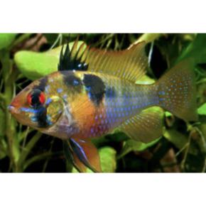 Dwergcichliden Dwergcichliden