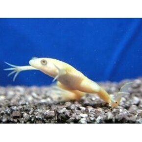 Amfibie & Schildpad Amfibie & Schildpad