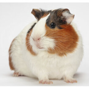 Knaagdieren/Konijnen