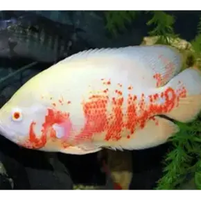 Cichclide Zuid Amerika