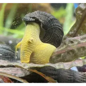 Slak & Mossel Slak & Mossel