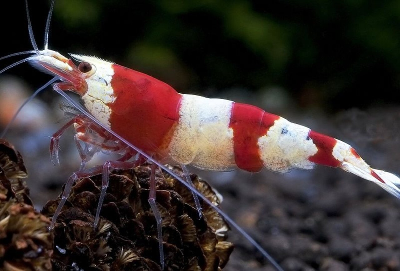 Crystal Red Garnaal Crystal Red Garnaal