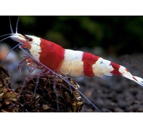 Crystal Red Garnaal Crystal Red Garnaal