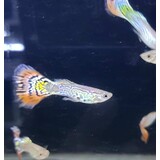 Poecilia Reticulata tiger half moon Poecilia Reticulata tiger half moon