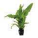 Moerings 2096 MICRO. PTEROPUS LATIFOLIA POT Moerings 2096 MICRO. PTEROPUS LATIFOLIA POT