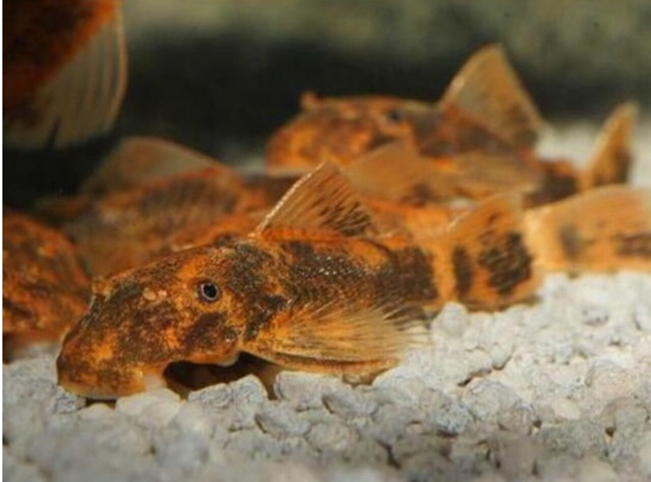 Ancistrus Turtle Ancistrus Turtle