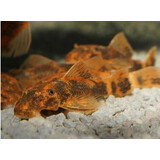 Ancistrus Turtle Ancistrus Turtle