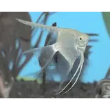 Pterophyllum Scalare Blank Pterophyllum Scalare Blank