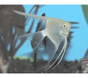 Pterophyllum Scalare Blank Pterophyllum Scalare Blank