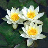 NYMPAEA PYGMAEA ALBA (3L) NYMPAEA PYGMAEA ALBA (3L)