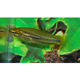 46511 XIPHOPHORUS PYGMAEUS S 46511 XIPHOPHORUS PYGMAEUS S