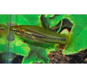 46511 XIPHOPHORUS PYGMAEUS S 46511 XIPHOPHORUS PYGMAEUS S