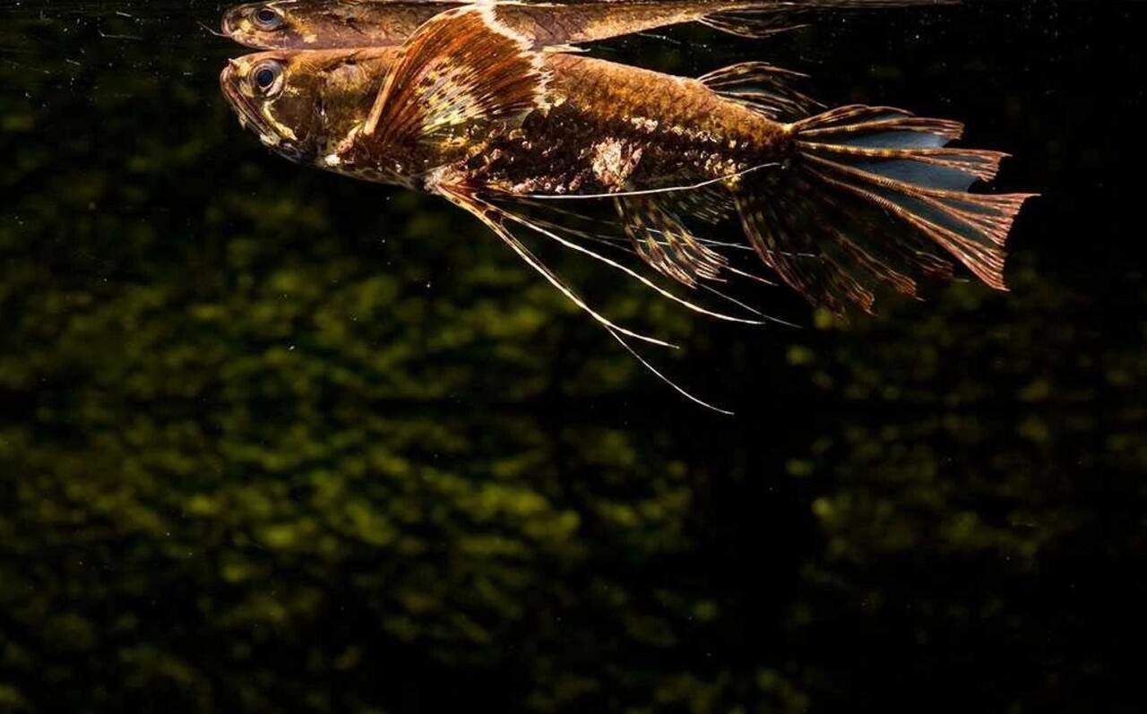 Pantodon buchholzi – Afrikaanse Vlindervis Pantodon buchholzi – Afrikaanse Vlindervis