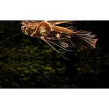 Pantodon buchholzi – Afrikaanse Vlindervis