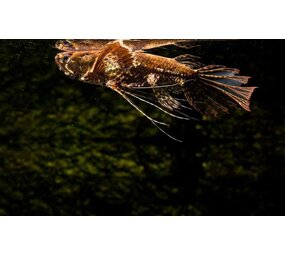 Pantodon buchholzi – Afrikaanse Vlindervis