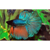 BETTA SPLENDENS HALF MOON MAN