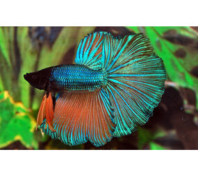 BETTA SPLENDENS HALF MOON MAN BETTA SPLENDENS HALF MOON MAN