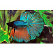 BETTA SPLENDENS HALF MOON MAN BETTA SPLENDENS HALF MOON MAN