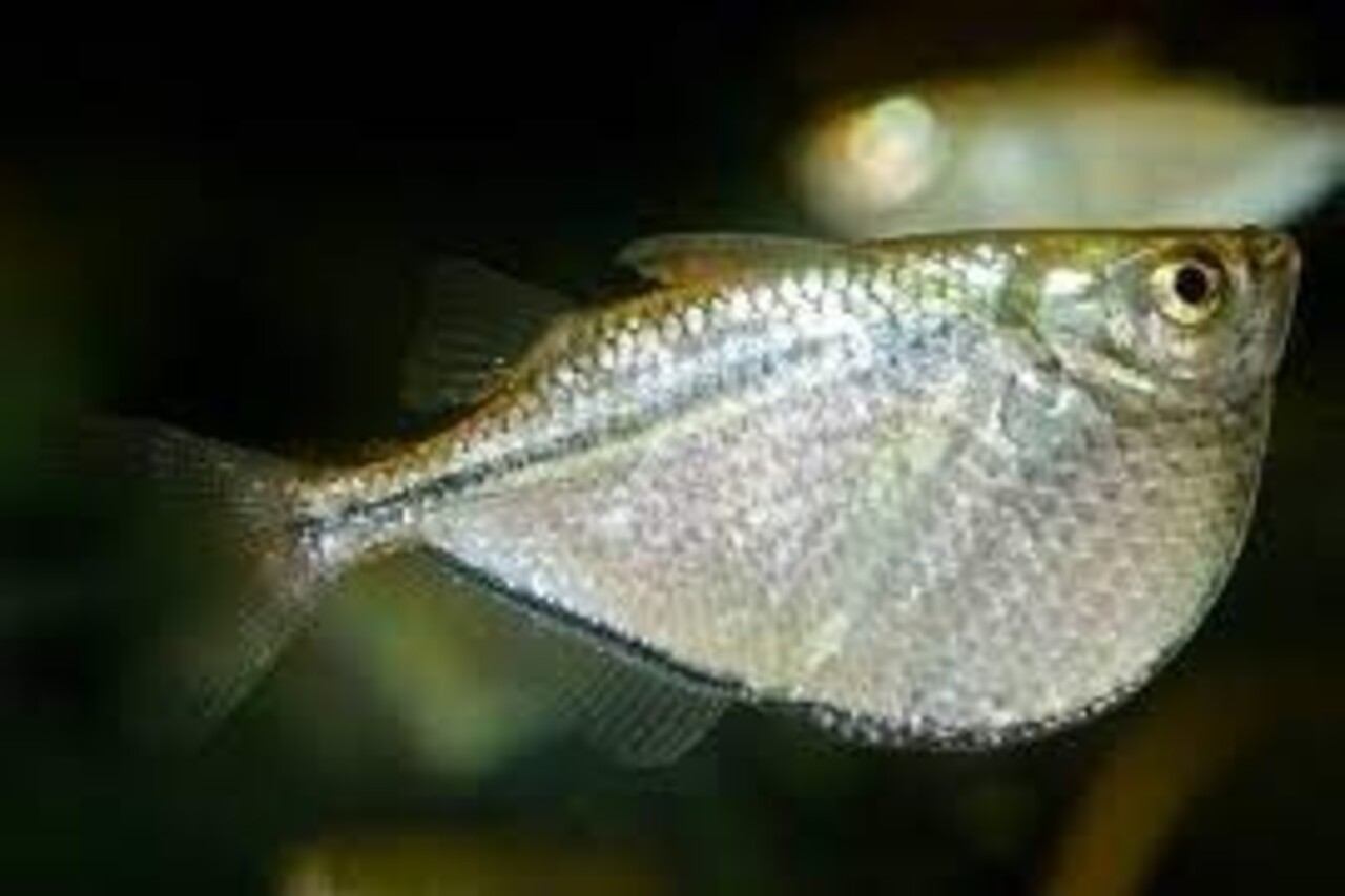 GASTEROPELECUS LEVIS/ BLANKE BIJLZALM