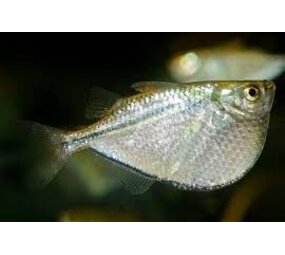 GASTEROPELECUS LEVIS/ BLANKE BIJLZALM