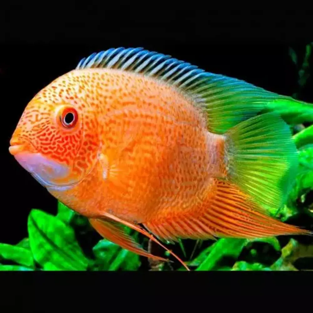 Cichlasoma Heros Severum Red Spotted